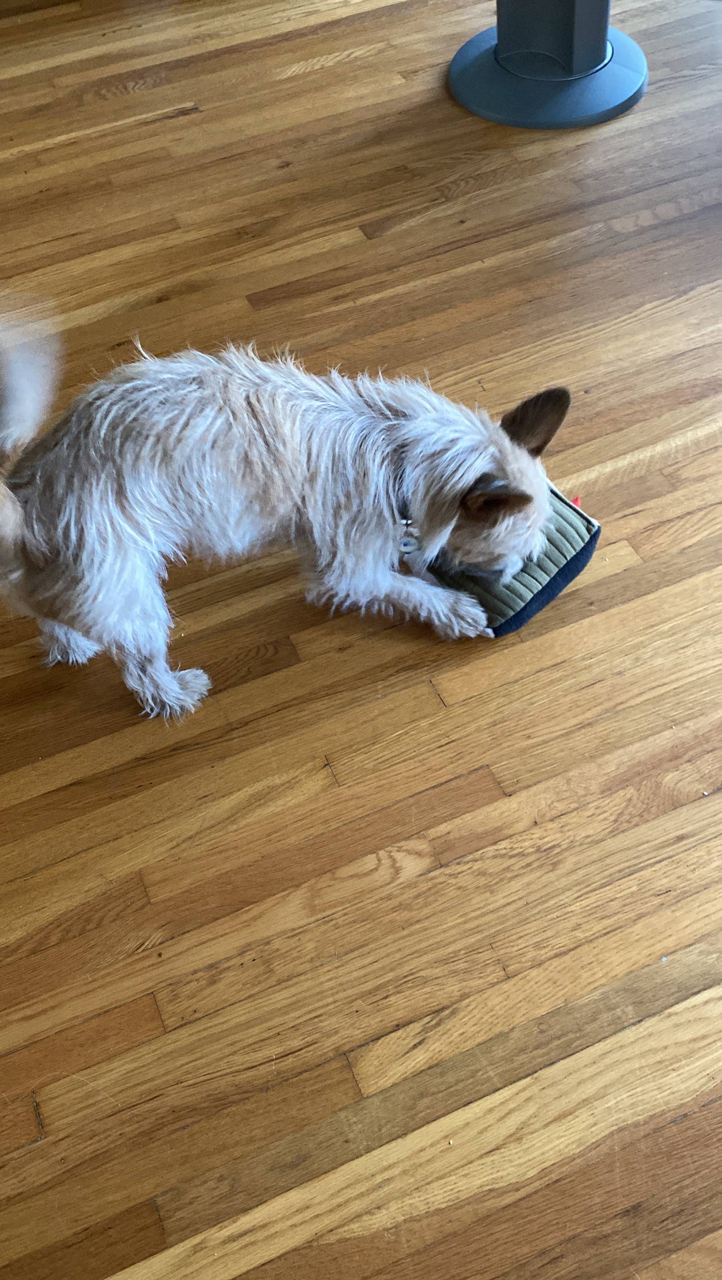 Handmade Dog Toy- Plush Books for Dogs "Moby Pit" & More