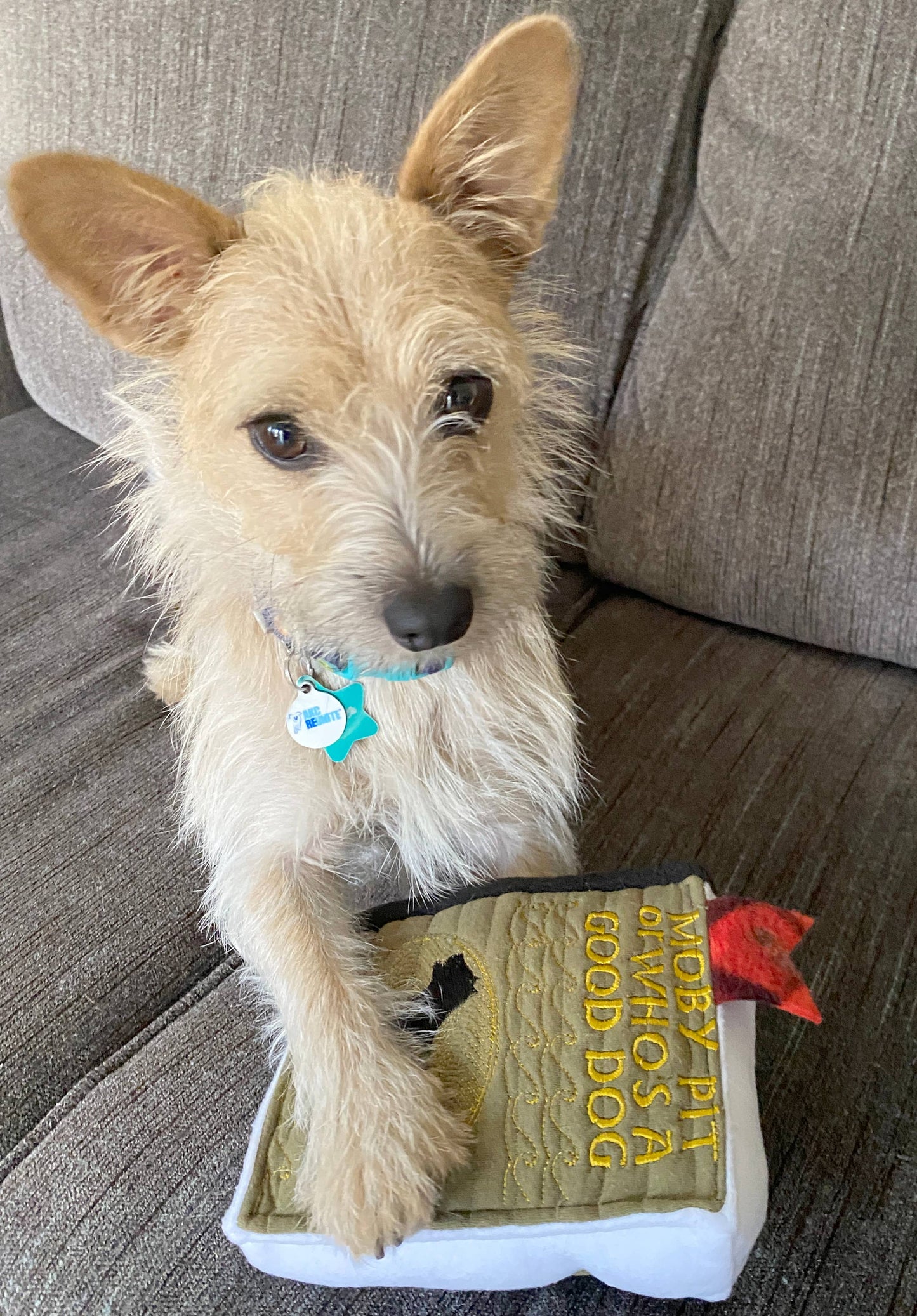 Handmade Dog Toy- Plush Books for Dogs "Moby Pit" & More