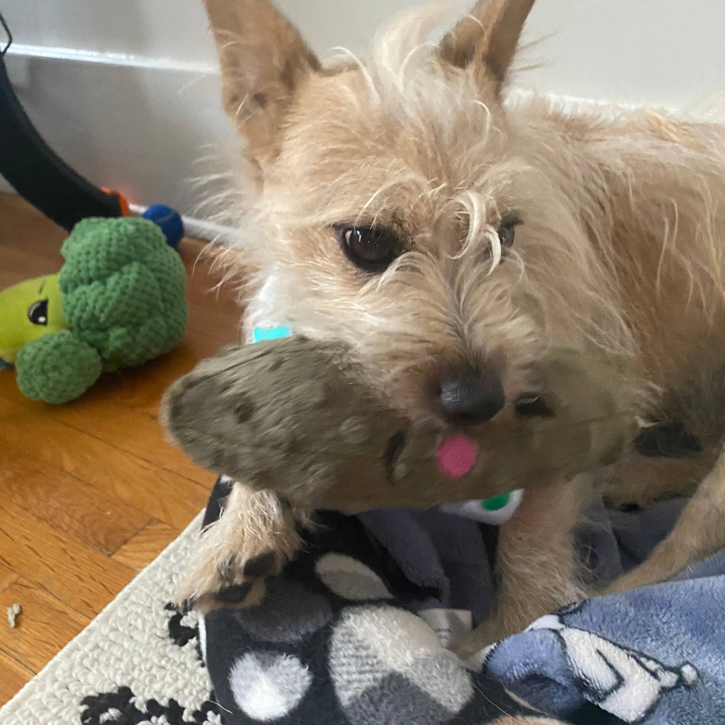 Handmade Pet Toys - Dog Squeaker Stuffed Pickles